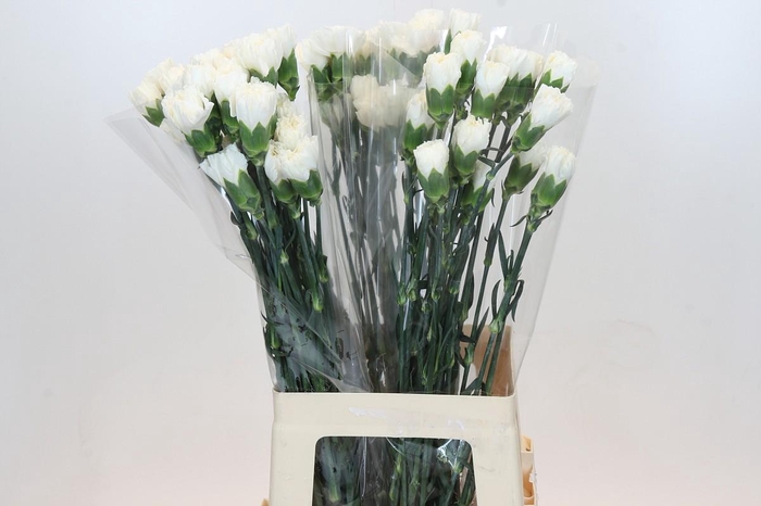 Dianthus St Moonlight