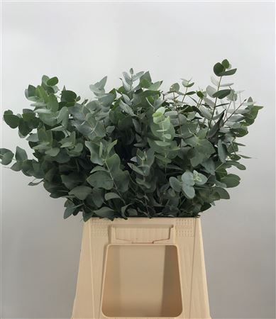 <h4>Euca Cinerea C 200</h4>