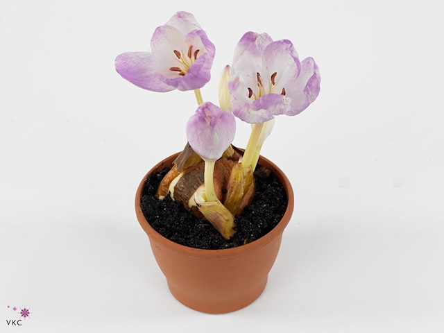 COLCHICUM GIANT