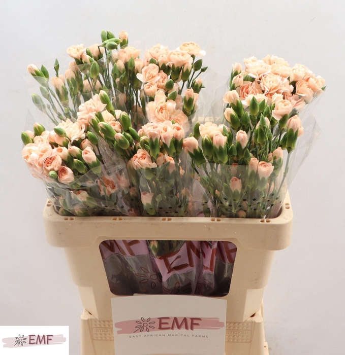 <h4>DI TR HAMADA</h4>