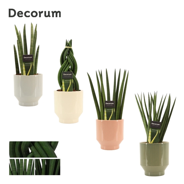 <h4>Sansevieria cylindrica 12 cm mix in Pato (Deco-collection)</h4>