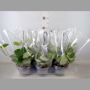 Scindapsus pictus 'Argyraeus'