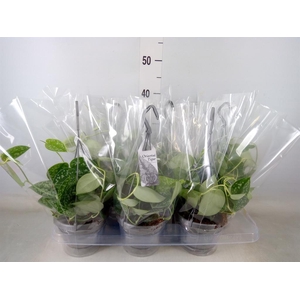 Scindapsus pictus 'Argyraeus'