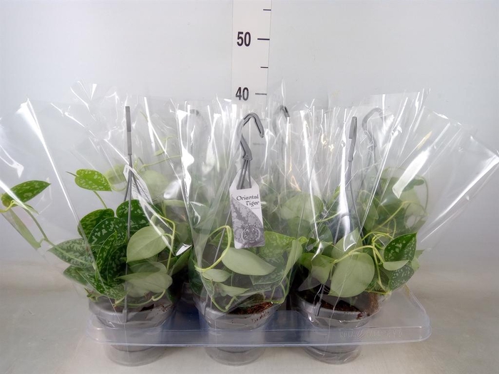 <h4>Scindapsus pictus 'Argyraeus'</h4>