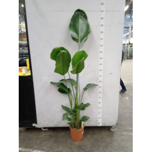 Strelitzia nicolai