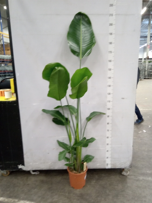 <h4>Strelitzia nicolai</h4>