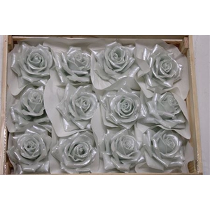 Wax Roos Pearl Blauw