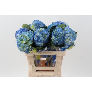 Hydr Dark Blue Select