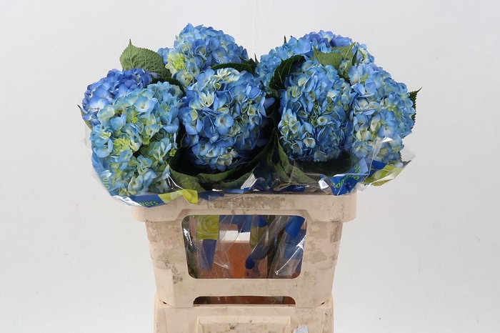 <h4>Hydr Dark Blue Select</h4>