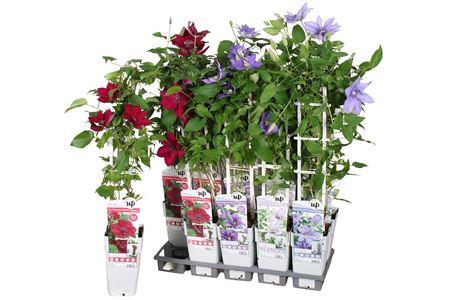 <h4>Clem Mix Deluxe Outdoor</h4>