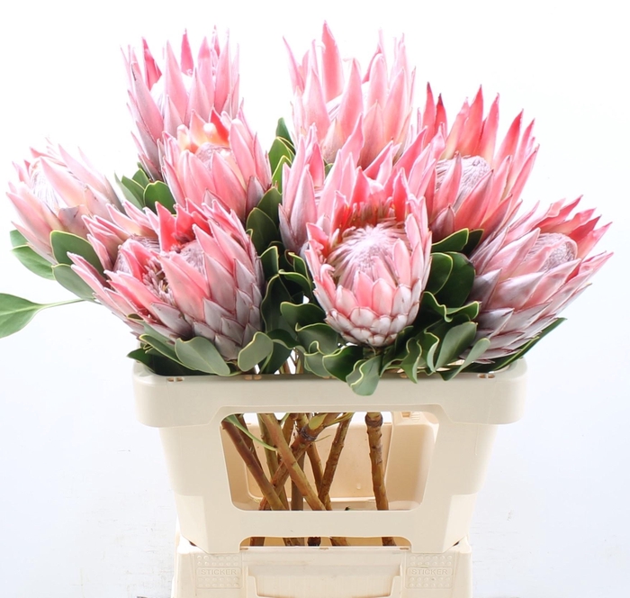 <h4>PROTEA CYNAROIDES</h4>