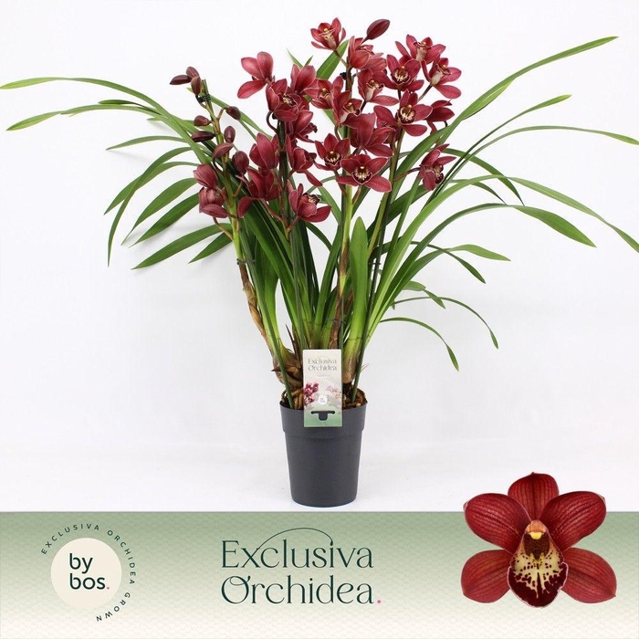<h4>Cymbidium, Red Beauty Roy 4-spike P14 'Exclusiva Orchidea'</h4>