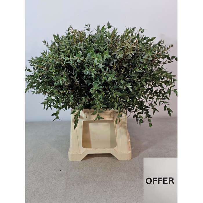<h4>EUC PARVIFOLIA PB</h4>