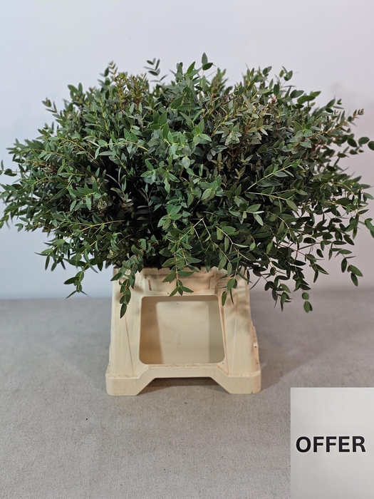 EUC PARVIFOLIA PB