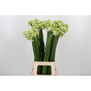 Ornithogalum Saundersiae