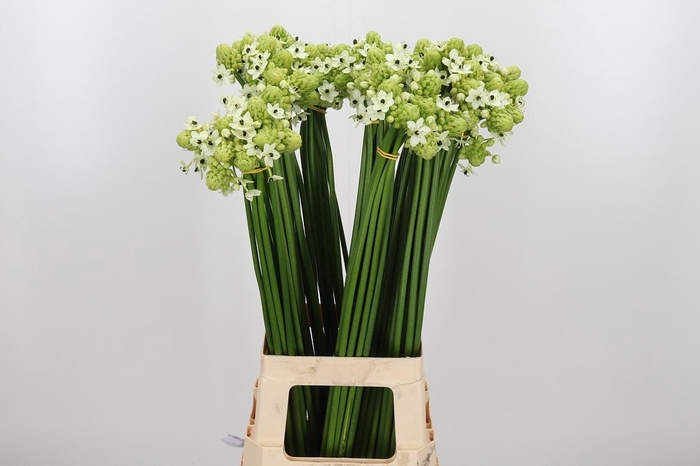 <h4>Ornithogalum Saundersiae</h4>