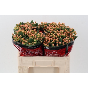 Hyp Mellow Romance  50cm