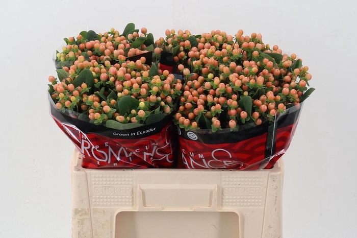 <h4>Hyp Mellow Rom 50cm</h4>