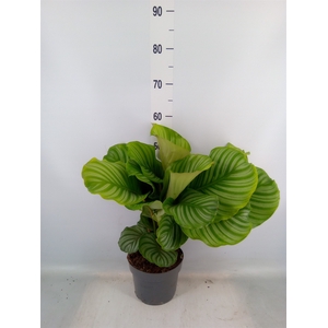 Calathea orbifolia