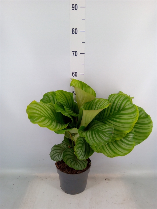 <h4>Calathea orbifolia</h4>