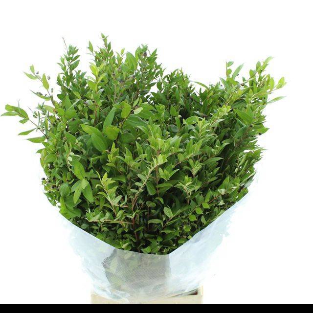 <h4>MYRTUS COM BS</h4>