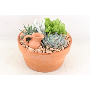 arr2 UB - Terra cotta 338/3 echeveria