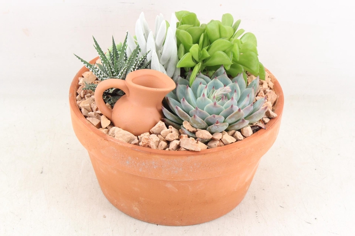 <h4>arr2 UB - Terra cotta 338/3 echeveria</h4>
