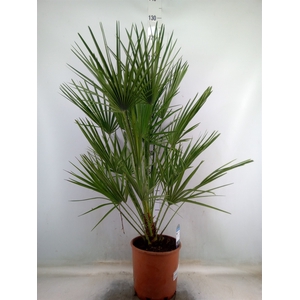 Chamaerops humilis