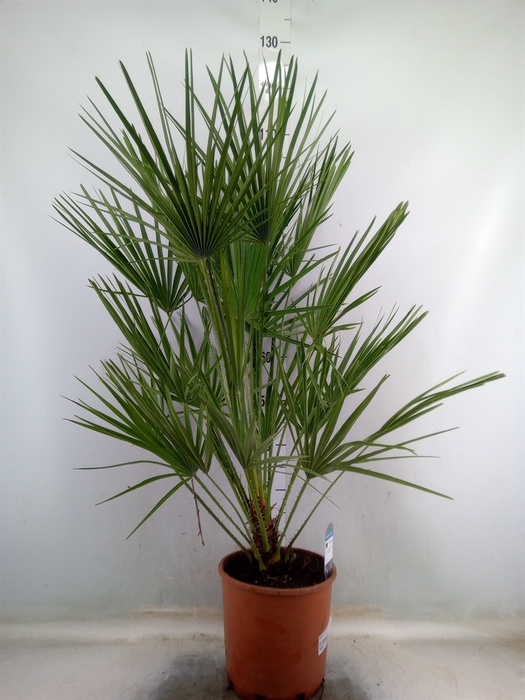 <h4>Chamaerops humilis</h4>