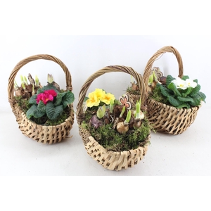 arr4 Primula PL - Hengselmand 285/4