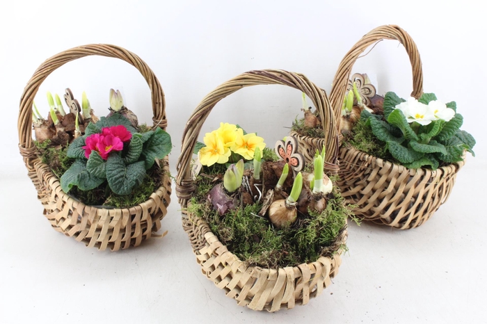 <h4>arr4 Primula PL - Hengselmand 285/4</h4>