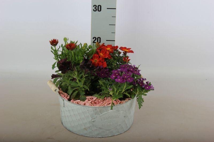 <h4>ARR TUINPLANTEN</h4>