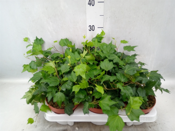 Hedera helix 'Green Ripple'