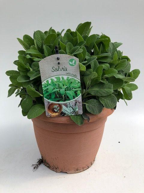 <h4>Salvia officinalis</h4>