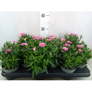 Dianthus  'Oscar Pink Star'
