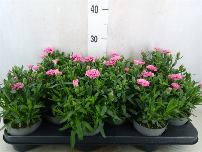<h4>Dianthus  'Oscar Pink Star'</h4>