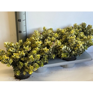 HEBE AND VARIEGATA