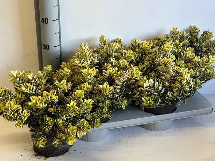 <h4>HEBE AND VARIEGATA</h4>