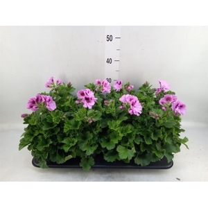 Pelargonium gran.   ..