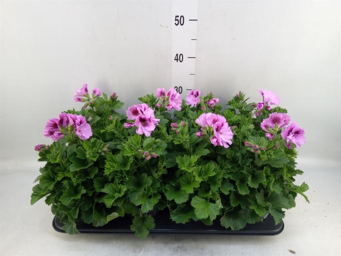 <h4>Pelargonium gran.   ..</h4>
