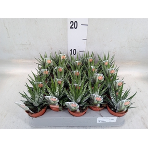 Haworthia fasciata 'Big Band'