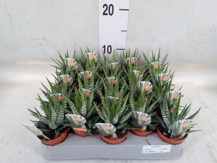<h4>Haworthia fasciata 'Big Band'</h4>