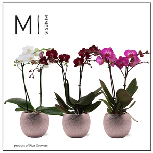 Phalaenopsis Multi Stylish Mix 2 spike - 12cm in Bolivia Bubble Rosé | Mimesis