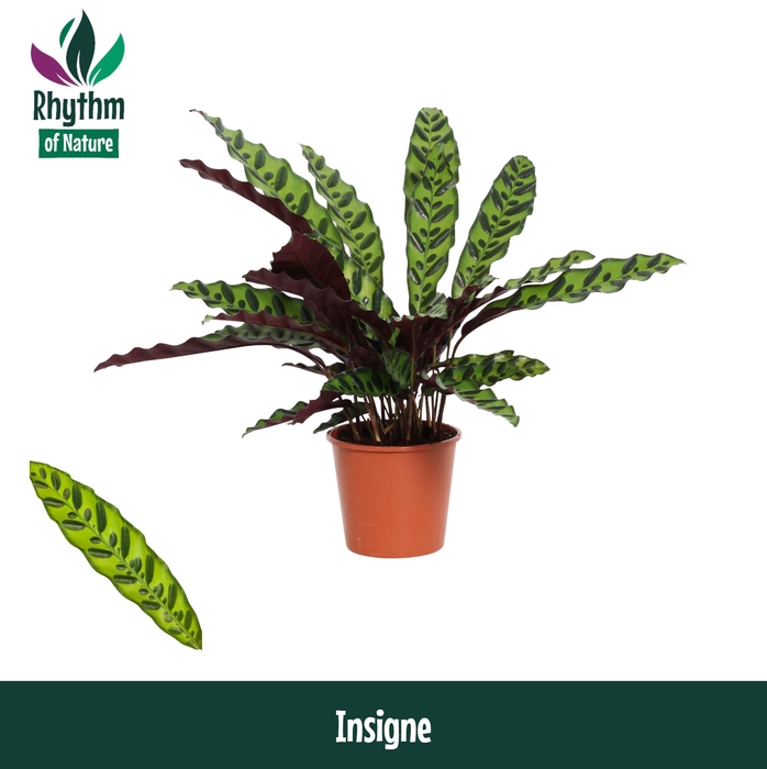 <h4>Calathea 14cm Insigne - Rhythm of Nature (Lancifolia)</h4>
