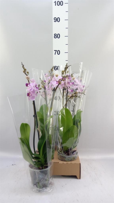 <h4>Phalaenopsis   ...</h4>