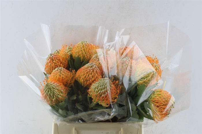 <h4>Leuco Co Soleil</h4>