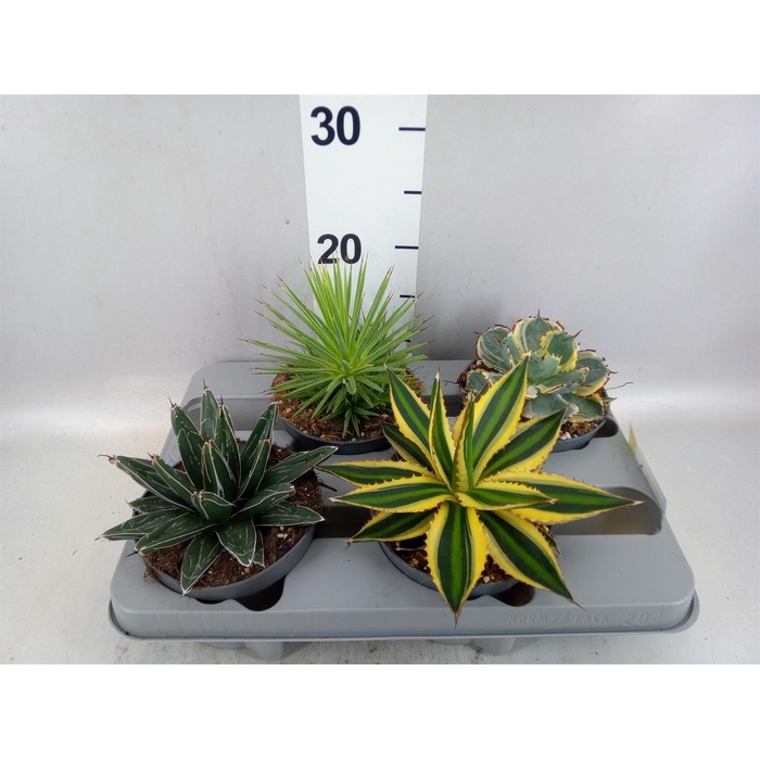 <h4>Agave   ...</h4>