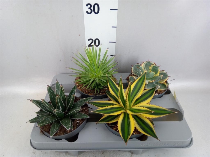 <h4>Agave   ...</h4>