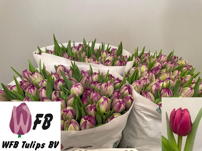 <h4>TU DU PYTHON</h4>