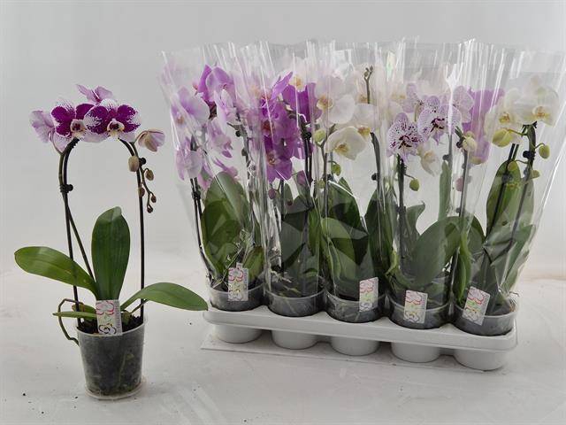 <h4>PHAL EL CASCADE</h4>